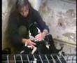 Border Collie video