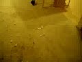 The After Bath Shakey Dance..flv