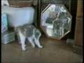 videos de Lustige Katzen
