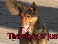 begining of a series chronicaling the daily lives of dogs in santiago and neighboring cities...interseted..email me at theamazondiaries@netscape.net