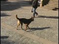 begining of a series chronicaling the daily lives of dogs in santiago and neighboring cities...interseted..email me at theamazondiaries@netscape.net