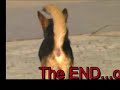 begining of a series chronicaling the daily lives of dogs in santiago and neighboring cities...interseted..email me at theamazondiaries@netscape.net