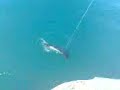 Big Stingray Caught