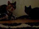 2 cats, 1 goal. Tijger en vlekje 2 cats, 1 goal. Tijger en vlekje
