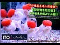 【伊藤養魚場入荷情報】2019年2月23日 日本金魚市場より入荷しました!!