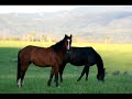 Home Ranch Wrangling Home Ranch Wrangling