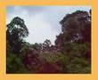 Hutan Lipur Templer Park