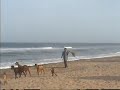 Mahabalipuram Beach