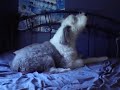 Marshmallow Howling
