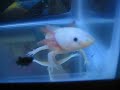 axolotl