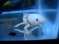 axolotl