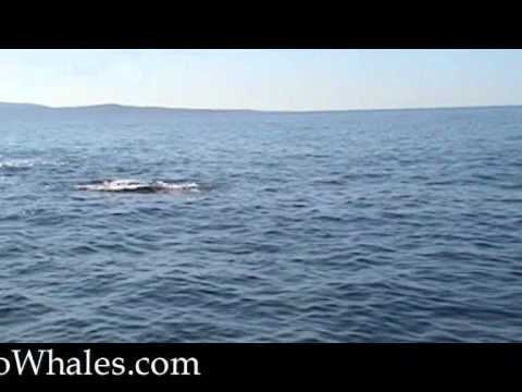 killer whale