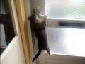 cat opens door Icon