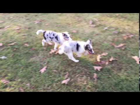 AKC Blue Merle Sheltie Male