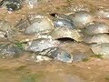 Horseshoe crab group mating Horseshoe crab group mating