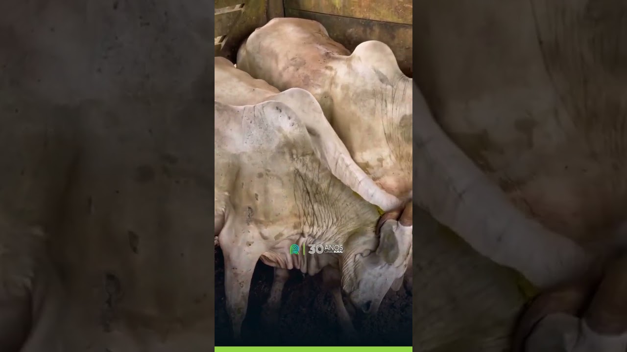 Bois se enroscam e ficam presos pelos chifres