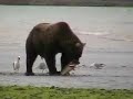 Katmai Bear Fishing