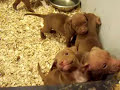 lonzo pups for sale $500.00 lonzo pups for sale $500.00