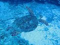 Hawksbill turtle Hawksbill turtle