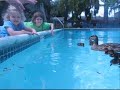 Ducklings in the Pool