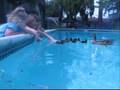 Ducklings in the Pool