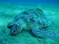 tortue bio Red Sea plongée et snorkeling Egypte El Quseir Marsa Alam nov 2009 mer rouge dive