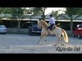 caballos vaquero jp tigre de tal oriol gp