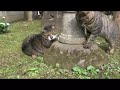 ?????? Mantis vs Cats