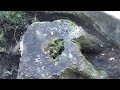 Almost anywhere tree stump removal