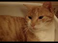 drole de chat drole de chat