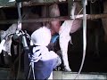SpaceSaver Milking Parlor