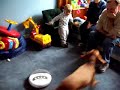 The first time we turned on everyone's new favorite toy, the robot vacuum!