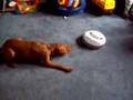 Vizsla vs. Roomba