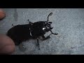 Look! This Is Bizarre! THE SCREAMING BUG!