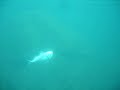 PESCA SUBMARINA DORADA A LA ESPERA