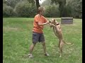 Trick Dog in Action