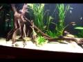 75G Eastern Amazonas Biotope, April 1 2009