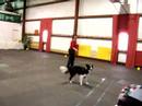 Shelby - Routine Run-thru