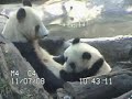 giant panda cub zhen zhen, wants to nurse, and bai doesn't seem to want her to, for whatever reason.  zhen zhen follows bai til she finally gets her way.