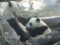 giant panda cub zhen zhen, wants to nurse, and bai doesn't seem to want her to, for whatever reason.  zhen zhen follows bai til she finally gets her way.