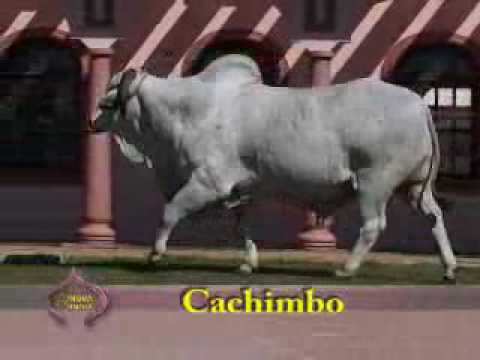 Cachimbo