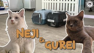 Our Cats Get Neutered! (Neji & Gurei)