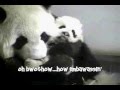 Lun Cuddles and Cleans Her Cubbie 12-02-08