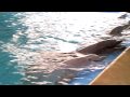 YouTube - Feeding the dolphins at SeaWorld San Antonio Part 2