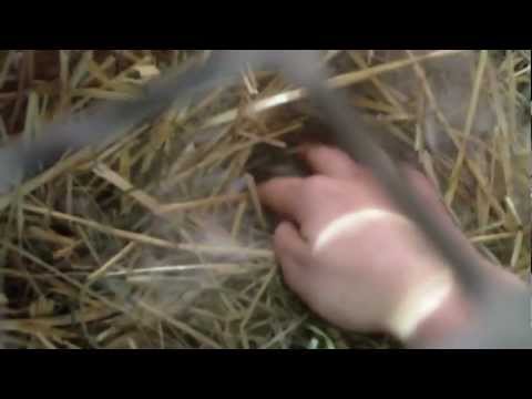how to take care if a bunny