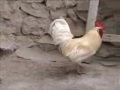 زيارة خاصة: في ضيافة الحاج أحمد الصيبعي