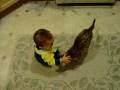 videos de Lachlan playing and chasing cat