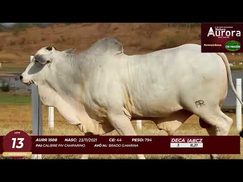 4� De Olho na Fazenda - NELORE AURORA participa��o Chico Paulic�ia