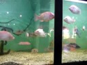 villas cantevista en el acuario de merida