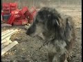 TASSO-Aktion: Wühltischwelpen - nein Danke! (Kurzfassung)